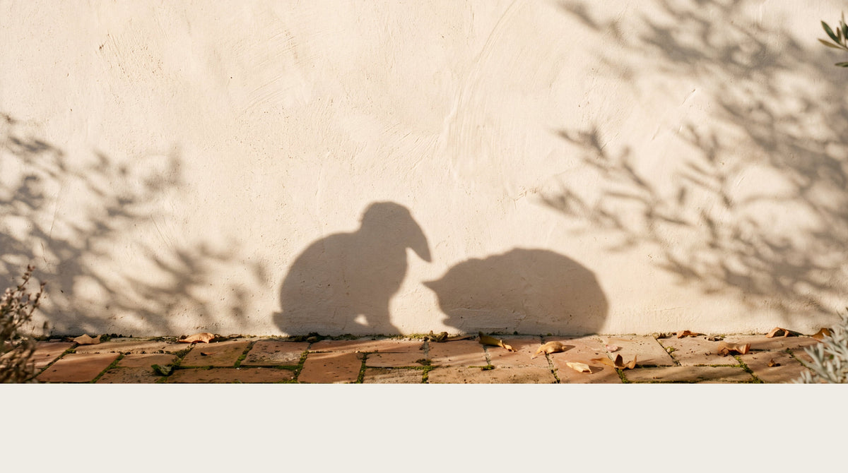Gentle silhouette shadows of a sleeping bunny and cat cast on a sun-drenched courtyard wall, inspired by quiet mornings and pet companionship.